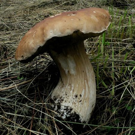 Boletus edulis